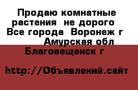 Продаю комнатные растения  не дорого - Все города, Воронеж г.  »    . Амурская обл.,Благовещенск г.